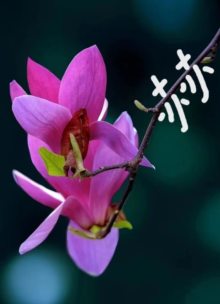 &#77;&#75;&#23448;&#26041;&#32593;&#39029;&#29256;&#45;&#77;&#75;&#40;&#20013;&#22269;&#41;